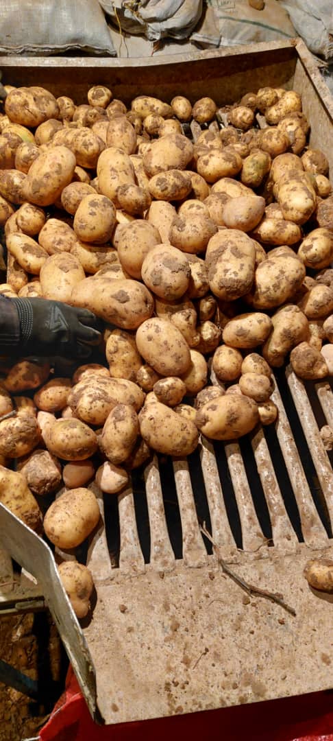 انواع سیب زمینی دزفول